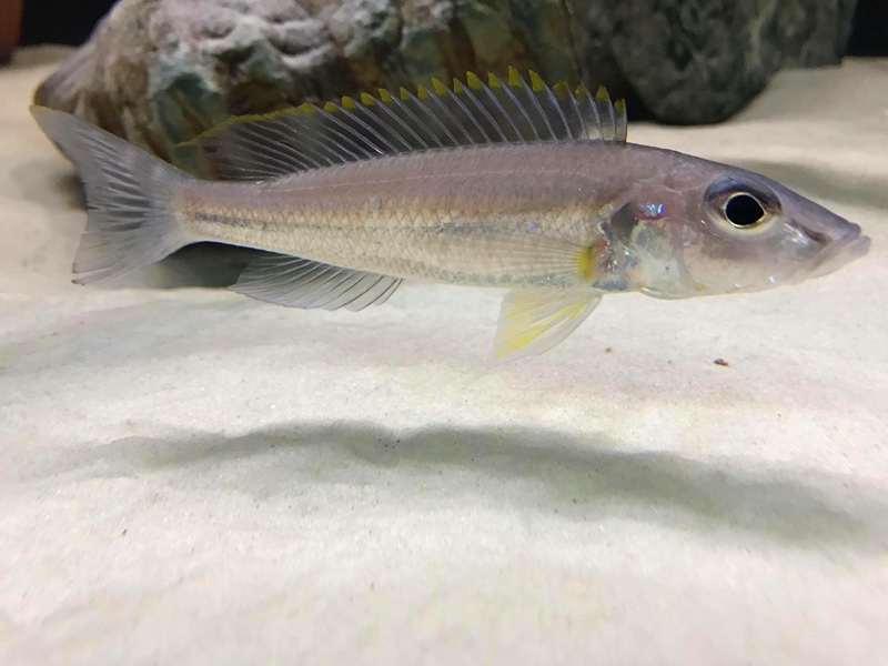 Reganochromis calliurus 'Chituta Bay'